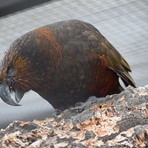 Northern kaka - May 2019