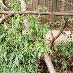 Red handed Tamarin and prehensile - tailed porcupine exhibit