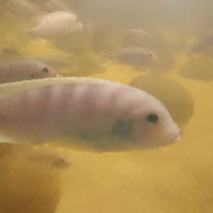 Blue dolphin chiclid