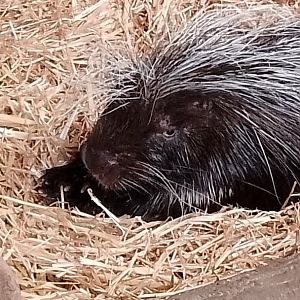 Porcupine closeup