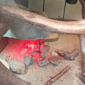 Rock hyrax/ pancake tortoise exhibit