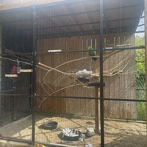 Eclectus Parrot Aviary