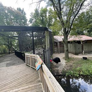 Cassowary Exhibit and Australian Aviary