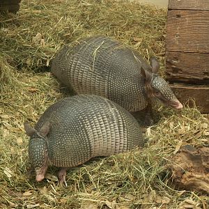 Nine-banded armadillo - July 2010