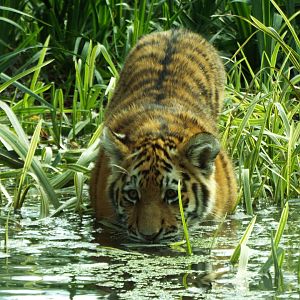Tiger Cub, Banham Zoo