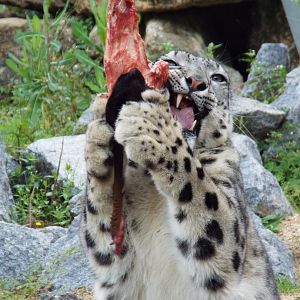 Snow Leopard, Shen. Banham Zoo