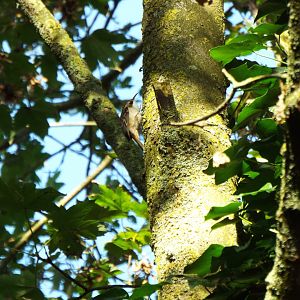 Tree Creeper, Banham Zoo