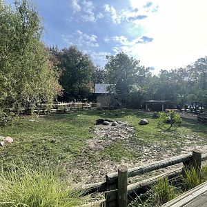 Aldabra Tortoise Exhibit