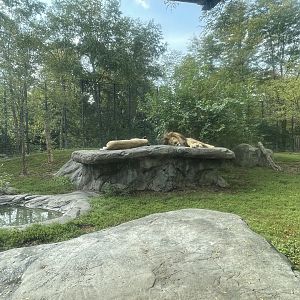 Lion Exhibit #1