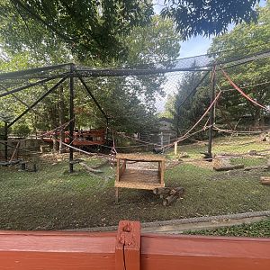 Japanese Macaque Exhibit