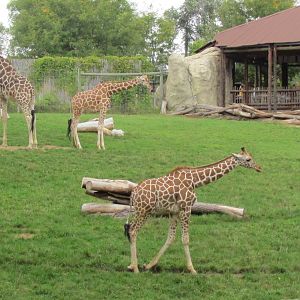 African Savanna Exhibit