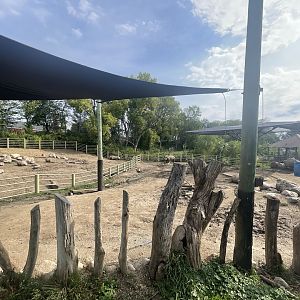 Black Rhinoceros Exhibits