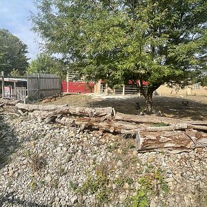 Red River Hog Exhibit