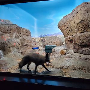 Sep. 2023 - Night Hunters - Bat-eared Fox Exhibit