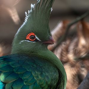 Schalow's turaco (Tauraco schalowi)
