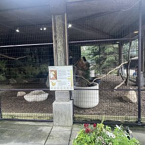 Bald Eagle Exhibit