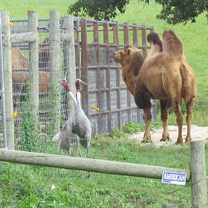 Bactrian Camel and Sarus Cranes