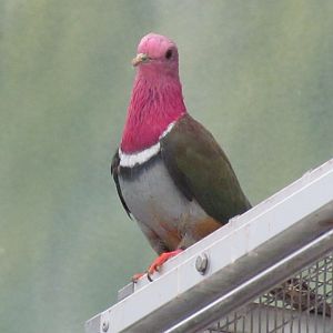 Pink-headed Fruit Dove