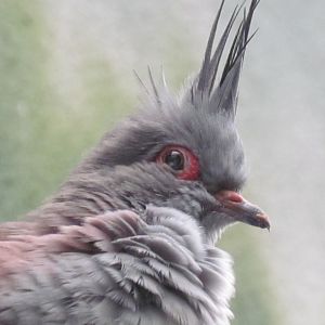 Crested Pigeon