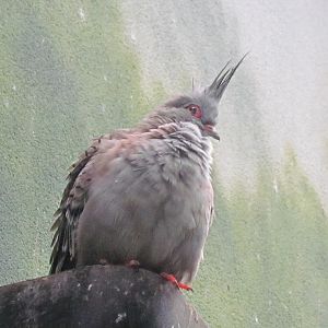 Crested Pigeon
