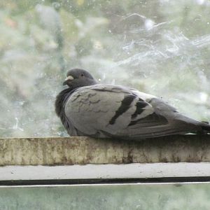 Domestic Pigeon
