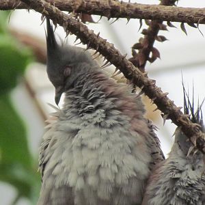 Crested Pigeon