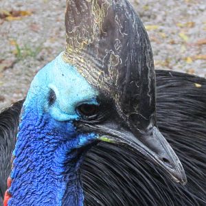 Southern Cassowary