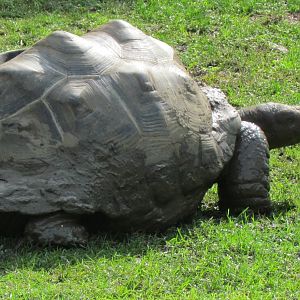 Aldabra Giant Tortoise