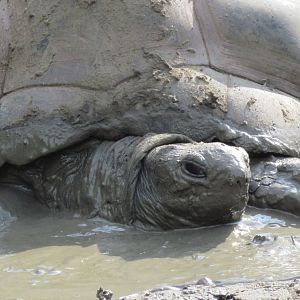 Aldabra Giant Tortoise