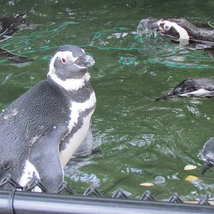 Magellanic Penguin