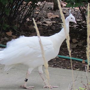 White Peafowl