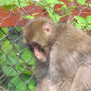 Japanese Macaque