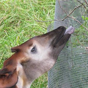 Okapi
