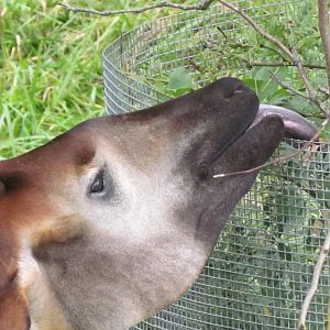 Okapi