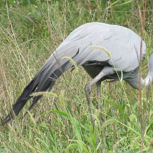 Blue Crane
