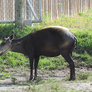Yellow-backed Duiker