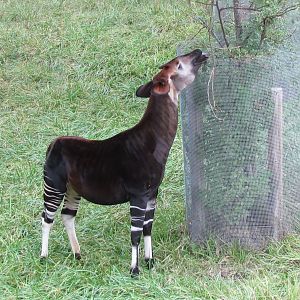 Okapi