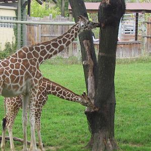 Giraffes