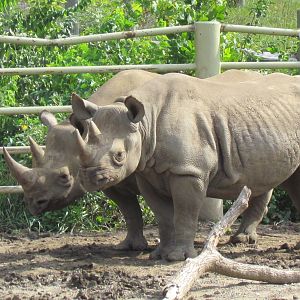 Black Rhinoceros
