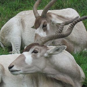 Addax