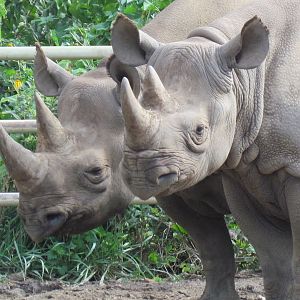 Black Rhinoceros