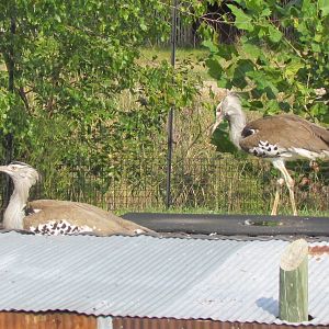 Kori Bustards