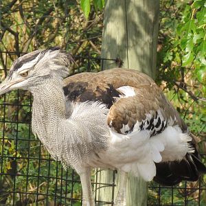 Kori Bustard