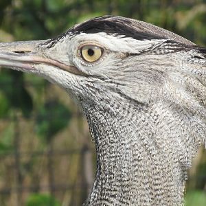Kori Bustard