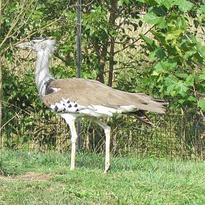 Kori Bustard
