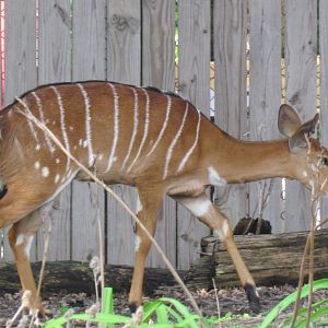 Nyala