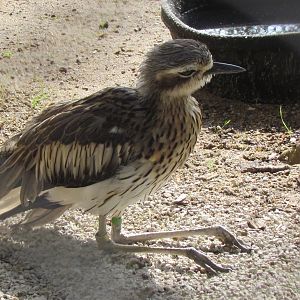 Bush Thick-knee