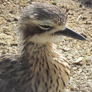 Bush Thick-knee
