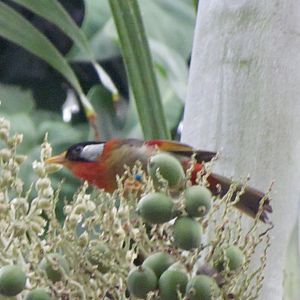 Silver-eared Mesia