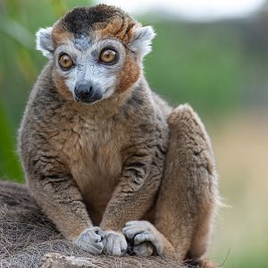 Crowned lemur, CWP, UK